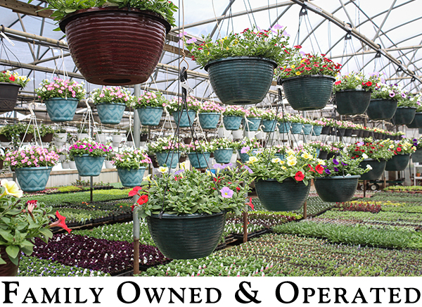 Leabrook Flowers' Greenhouse Interior