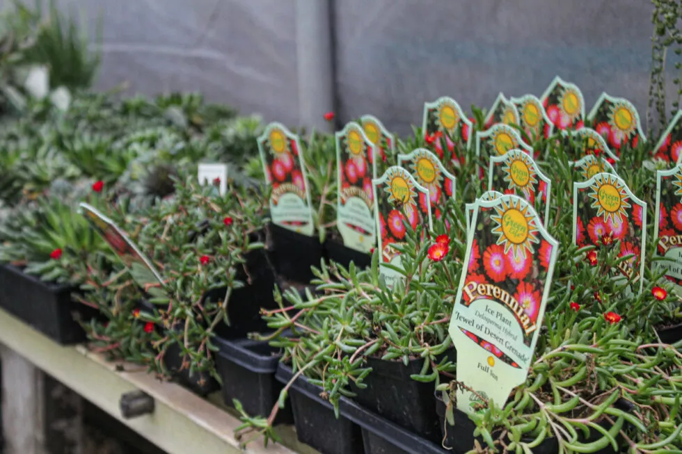 Montour Farm Market Just Plain Business