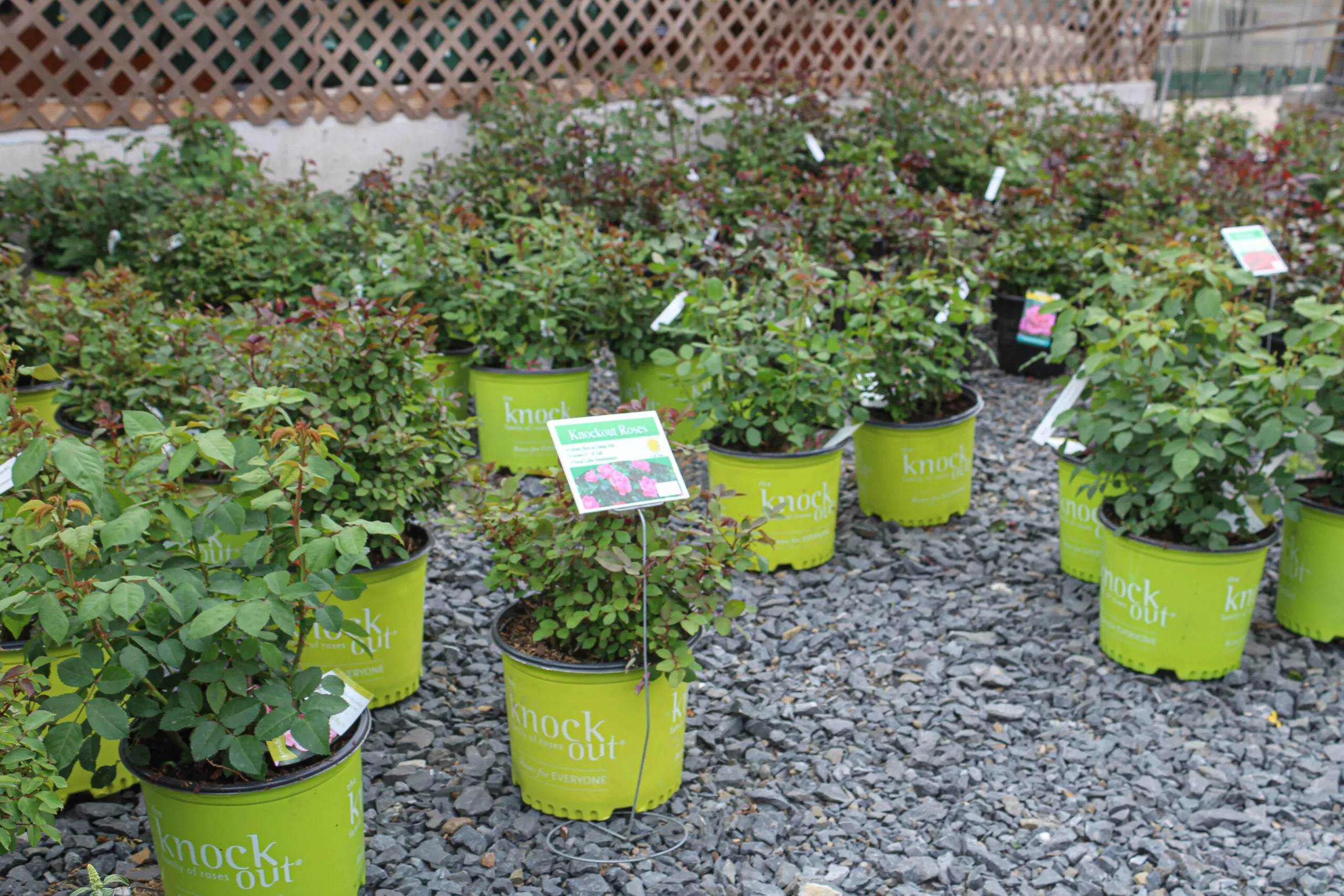 Greenleaf Greenhouses Just Plain Business