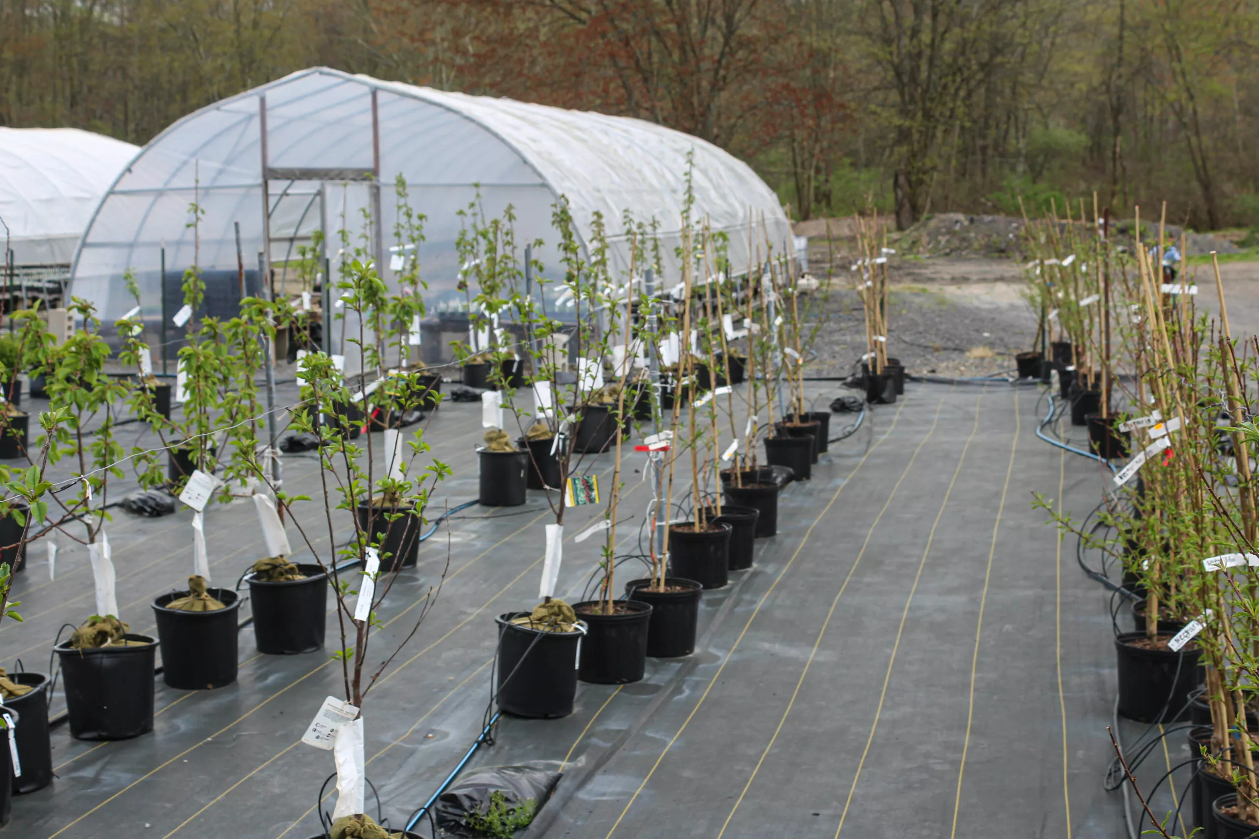 Greenleaf Greenhouses Just Plain Business