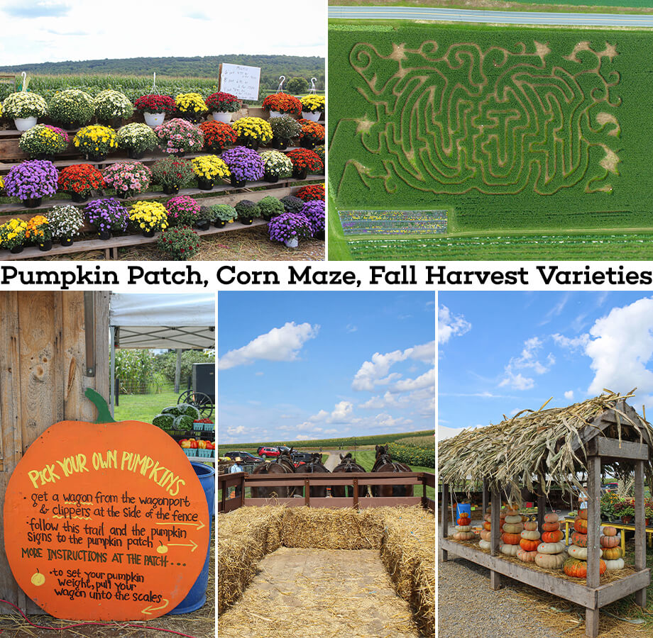 Collage of King's Pumpkin Farm's Location