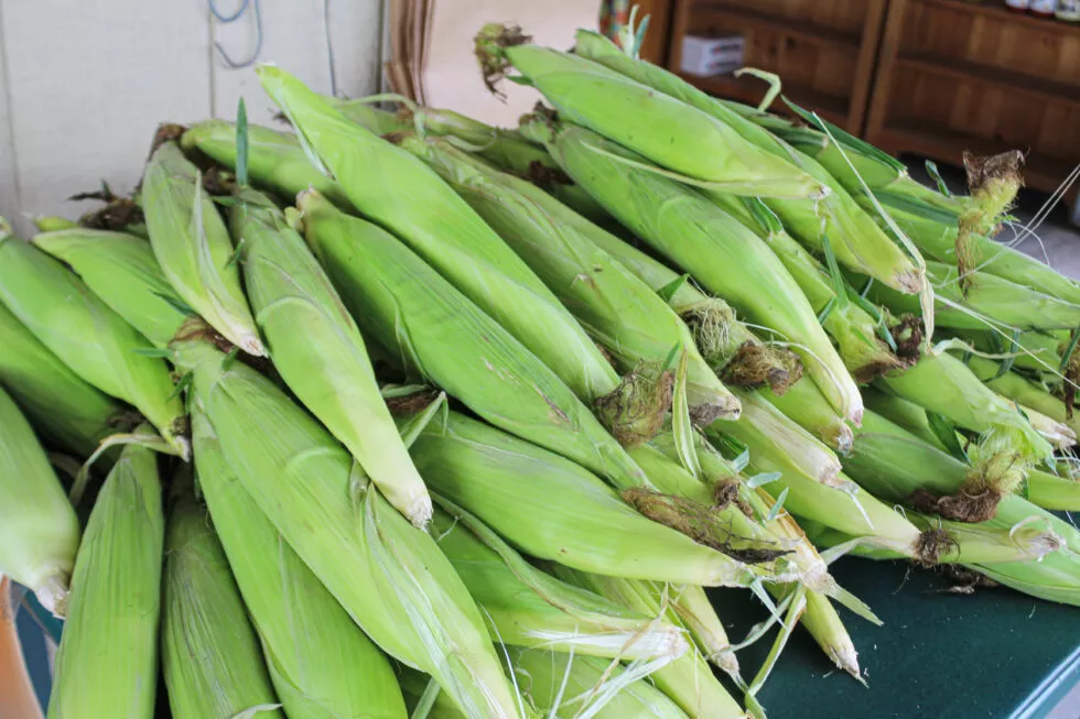 Stauffer's Produce Farm & Greenhouse Just Plain Business