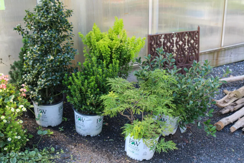 Stauffer's Produce Farm & Greenhouse Just Plain Business