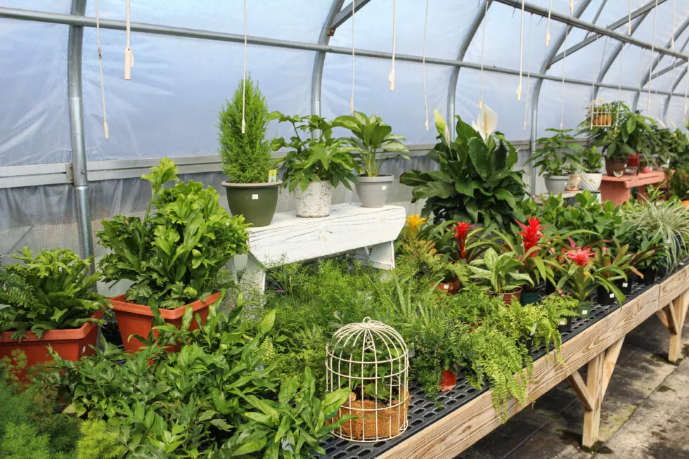 Stauffer's Produce Farm & Greenhouse Just Plain Business
