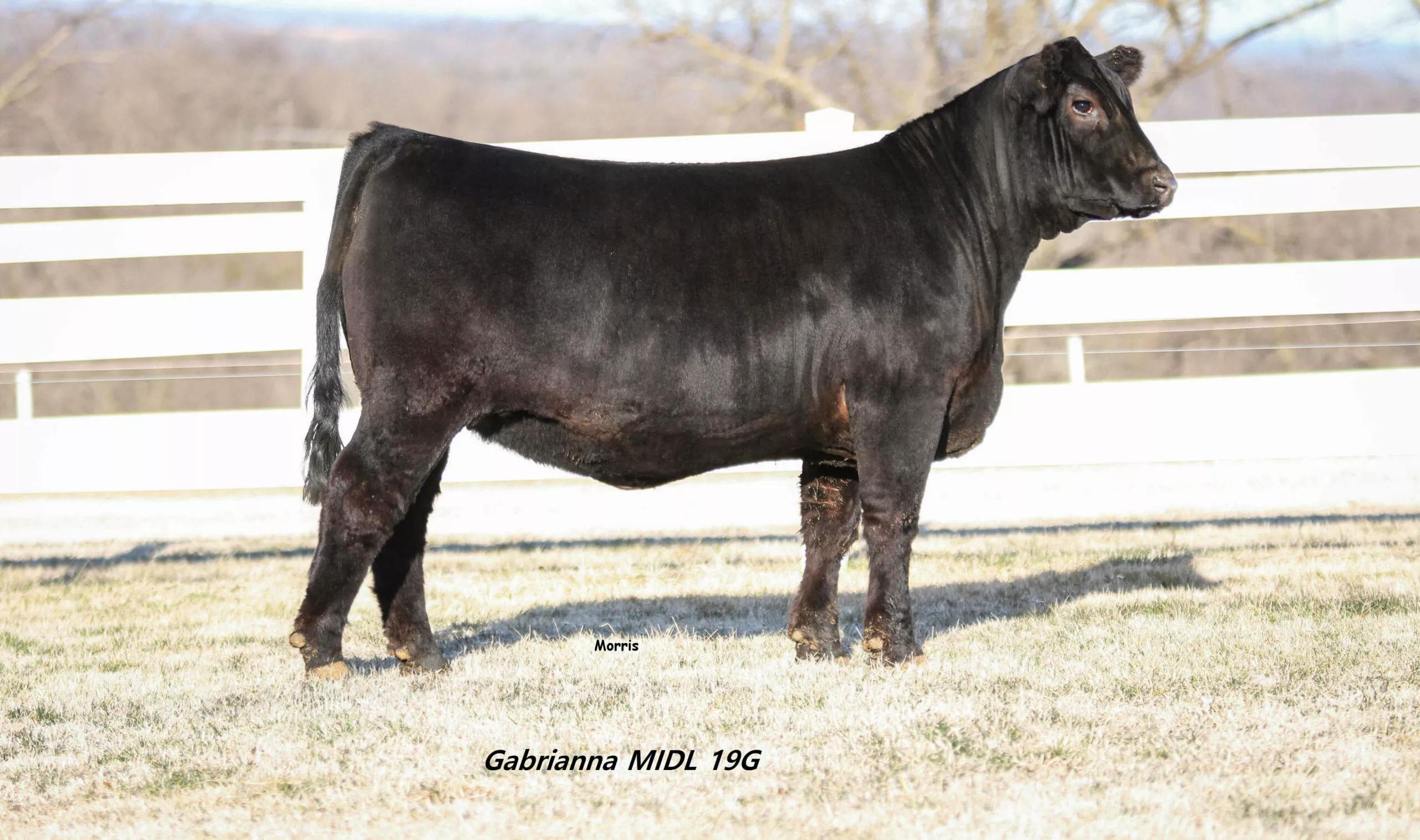 M&R Gabrianna 19G ET Misty Morning Farm Versailles MO