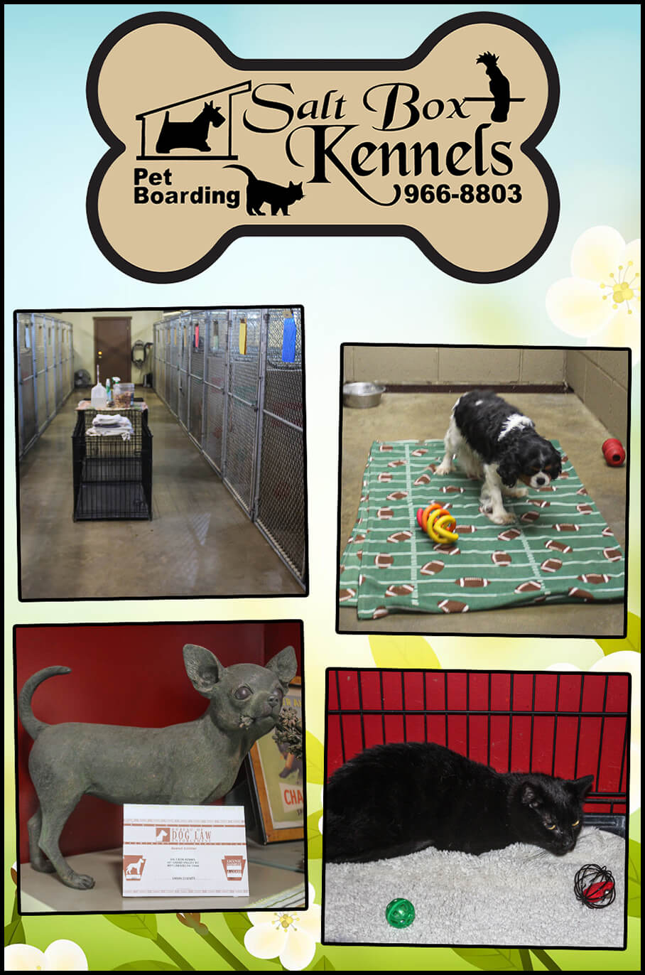 Collage of Dogs at Salt Box Kennels 