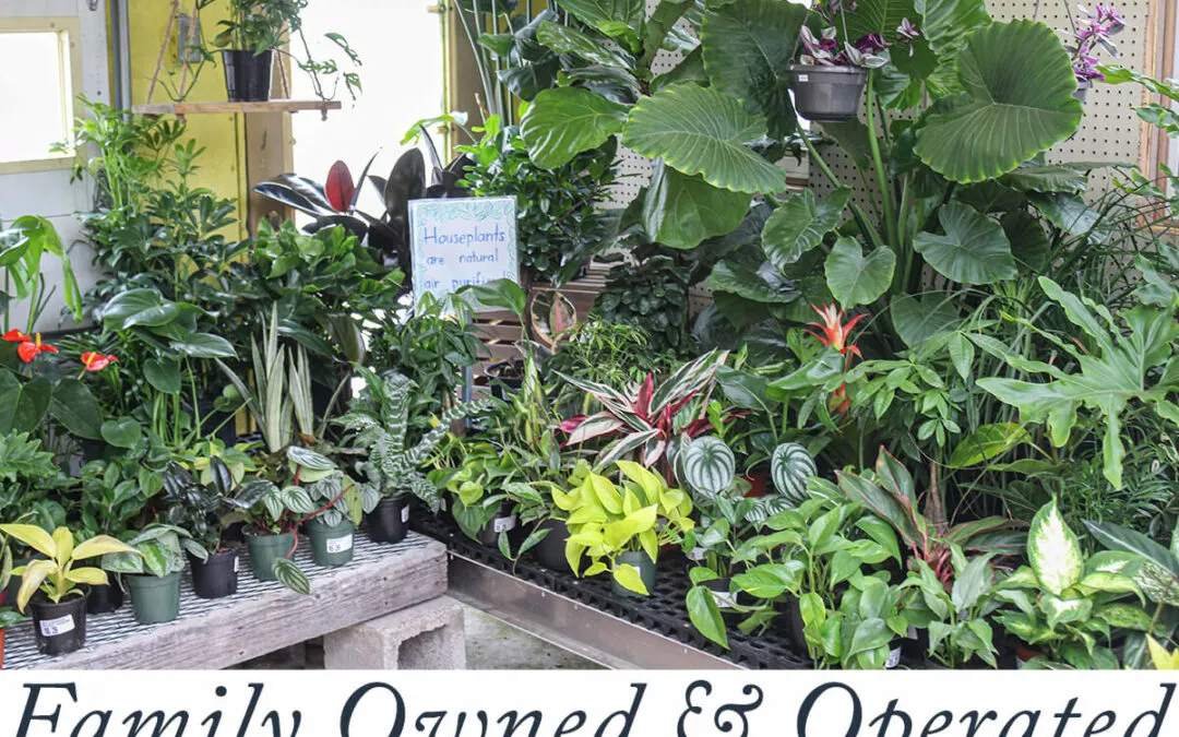 Brookside Acres Greenhouse Mifflinburg PA Assorted Plants and Greenery in Greenhouse