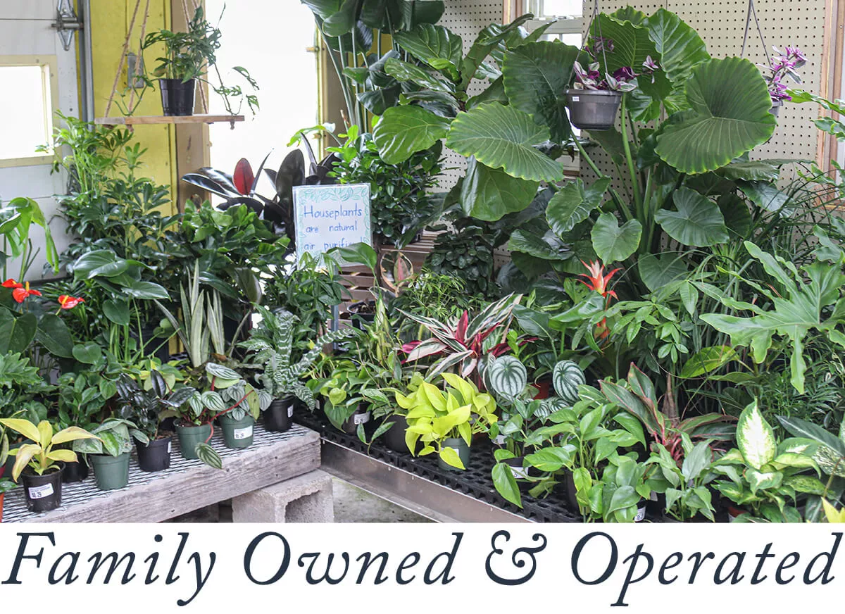 Brookside Acres Greenhouse Mifflinburg PA Assorted Plants and Greenery in Greenhouse