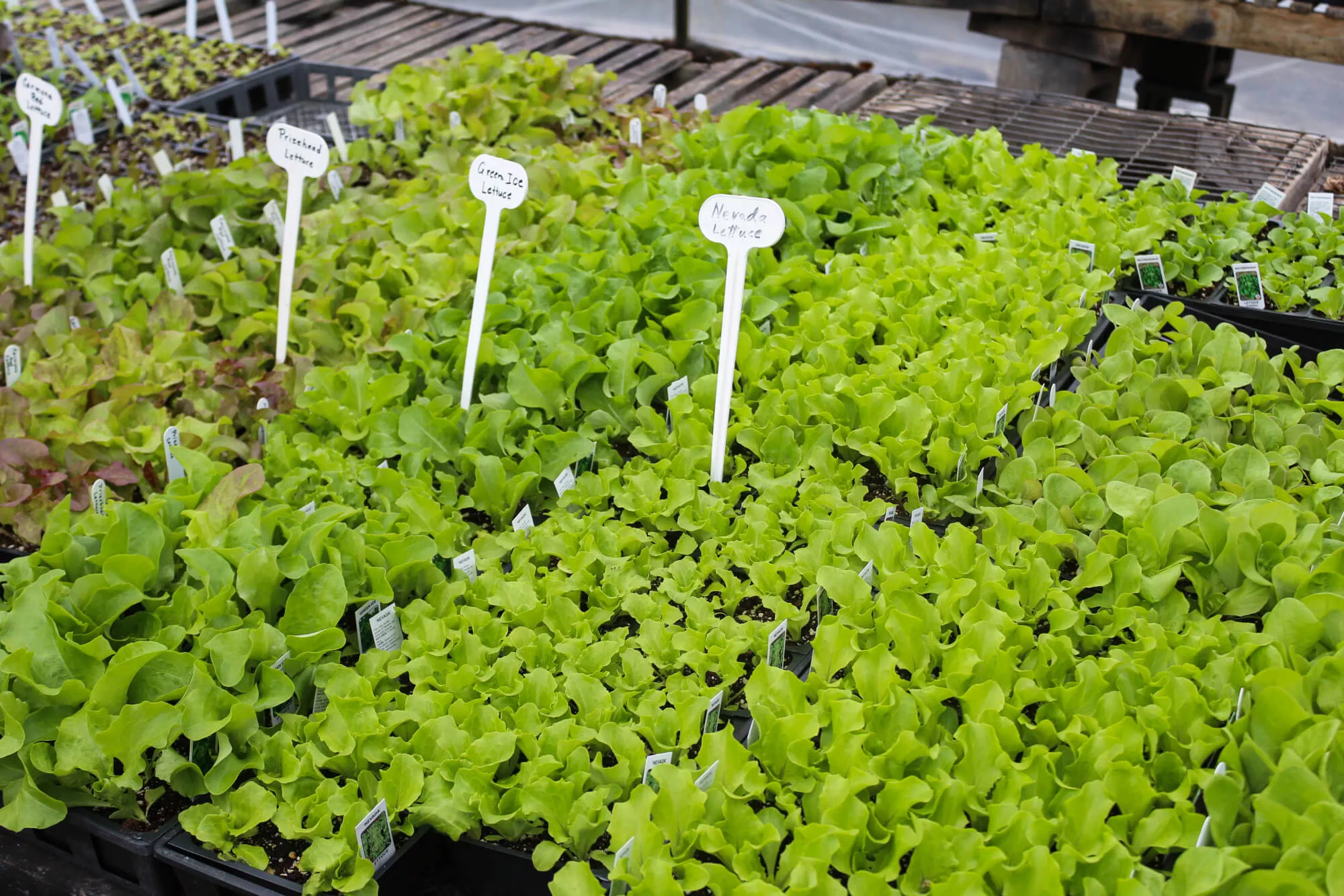 Brush Valley Greenhouse Just Plain Business