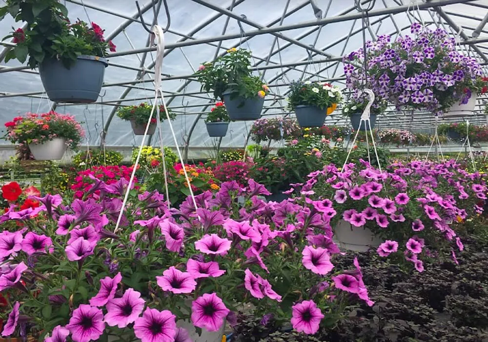 Yoder's Greenhouse of Delaware Just Plain Business