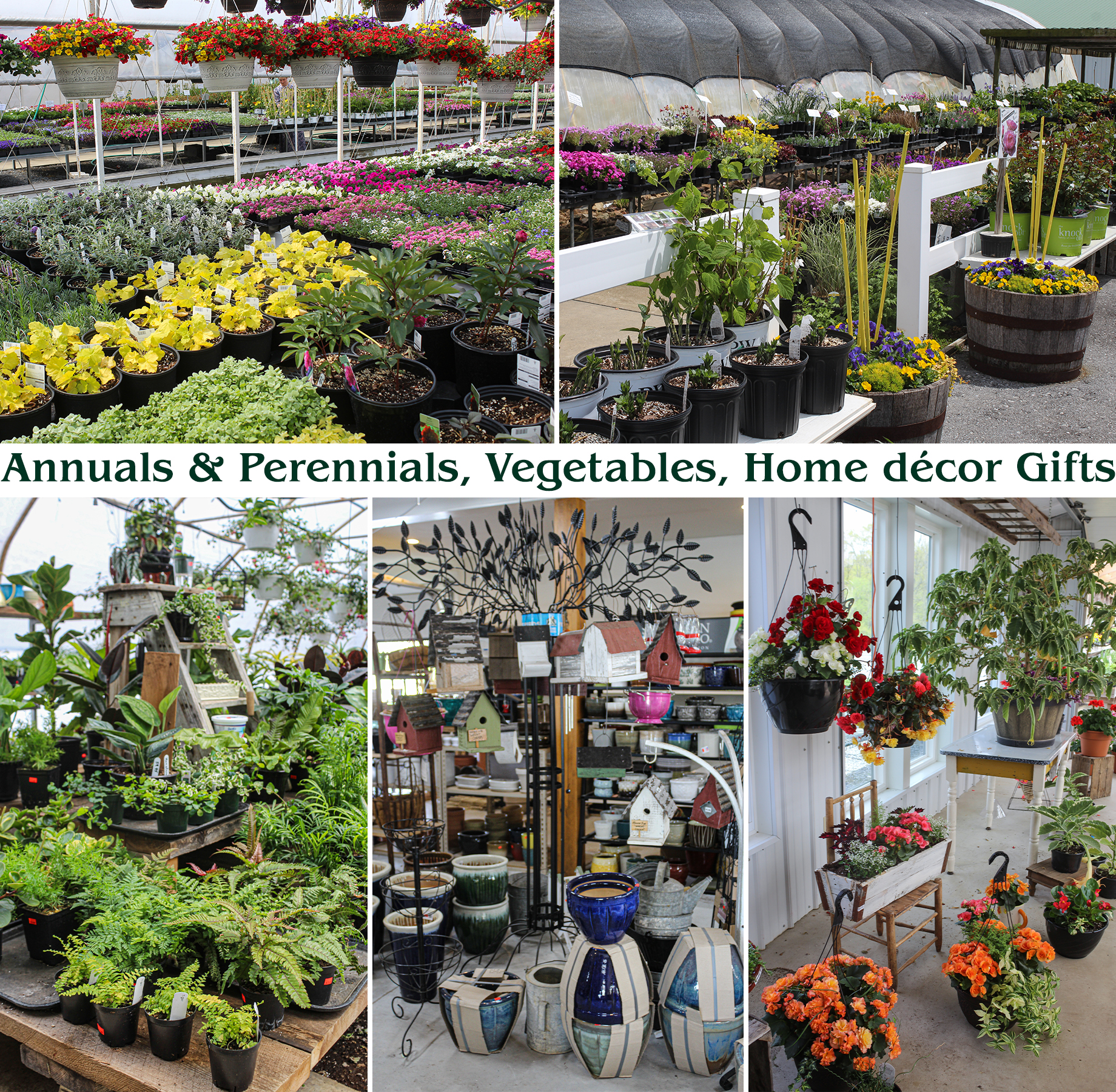 Collage of Kreider's Greenhouse's Products