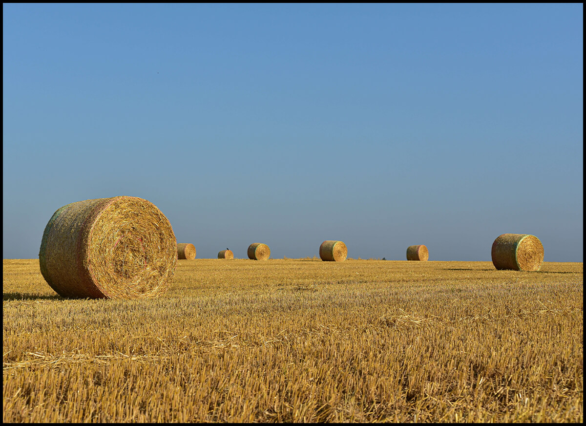 Field of Hay