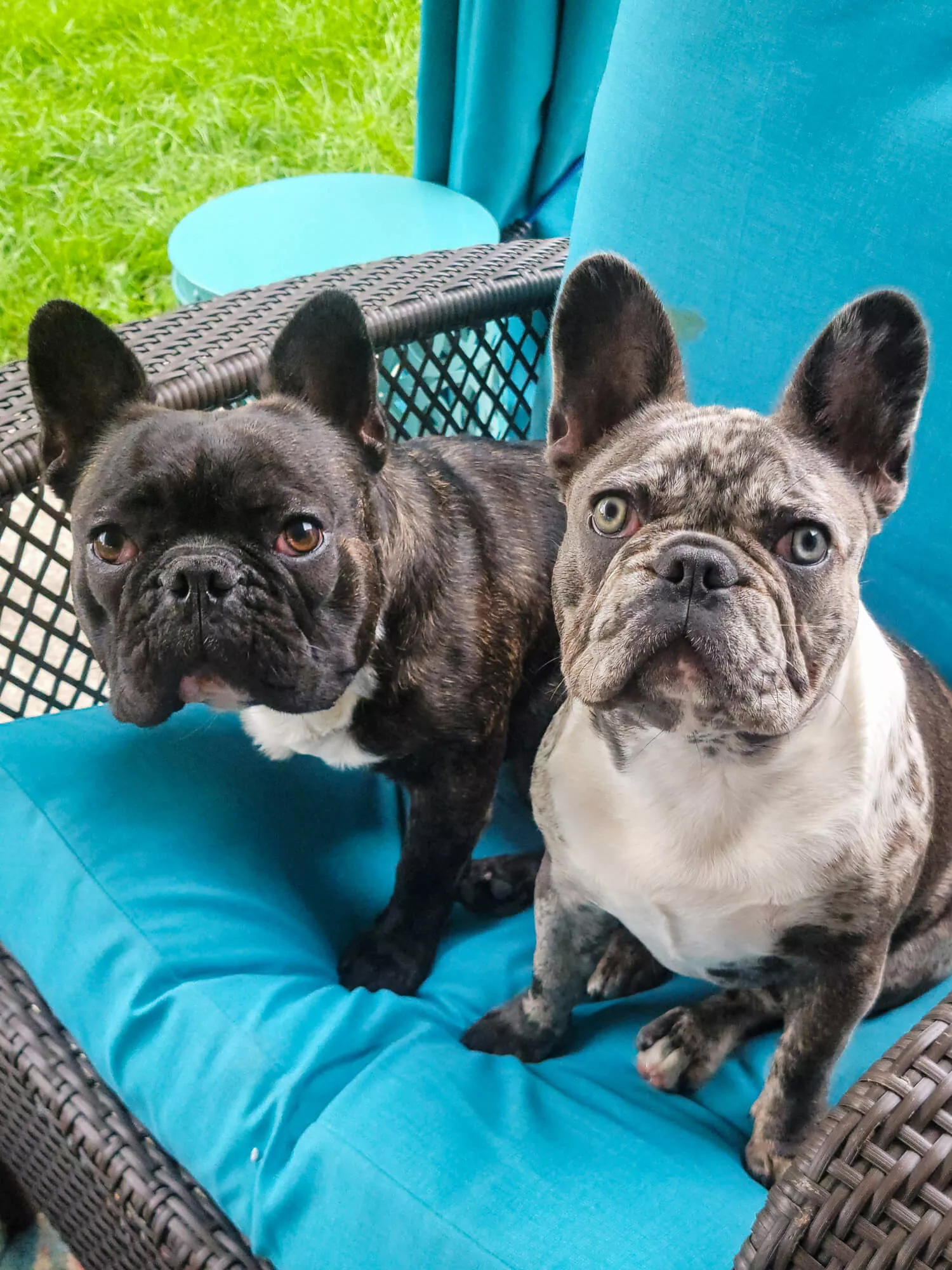 Zook's French Bulldogs Just Plain Business