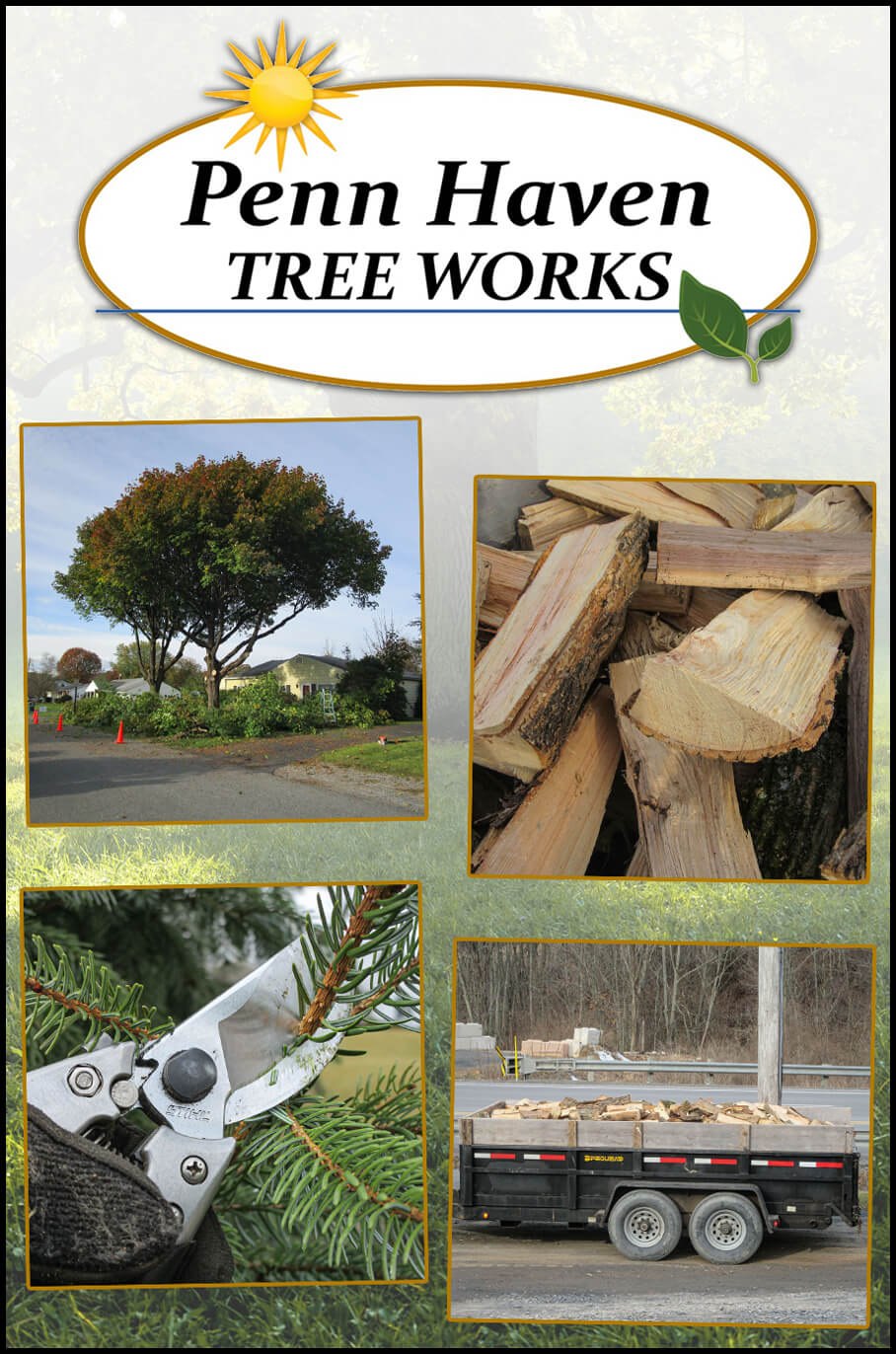 Collage of Penn Haven Tree Works Projects