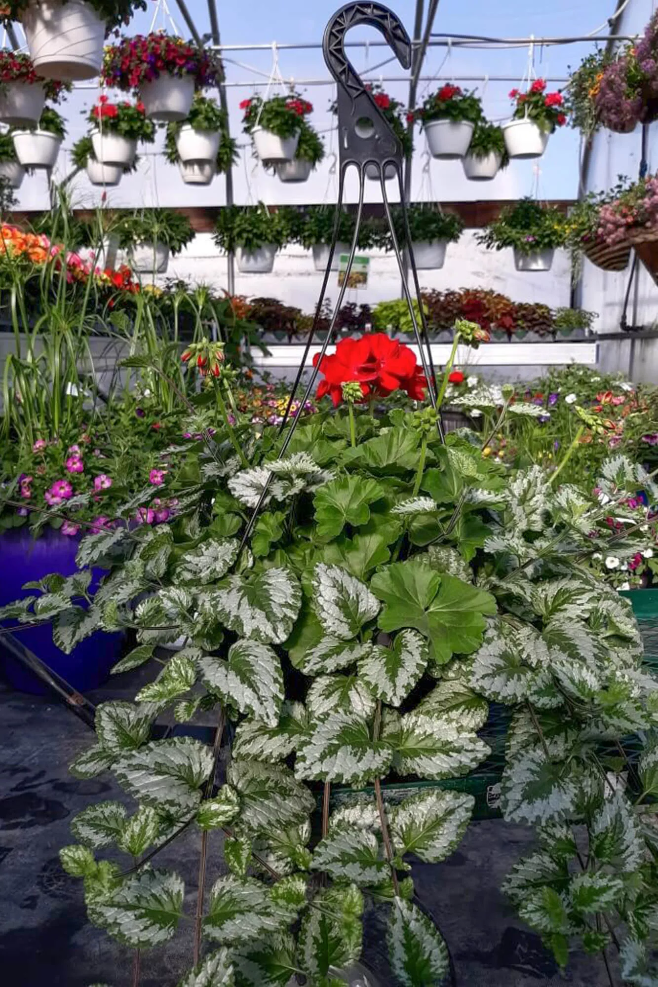 Country Side Nursery Just Plain Business