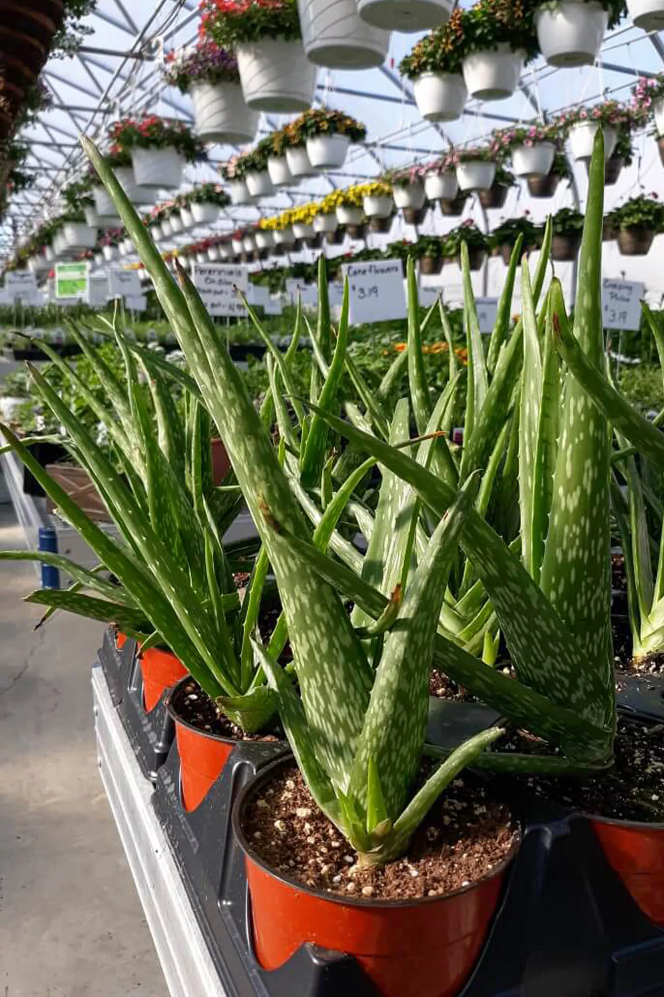 Country Side Nursery Just Plain Business