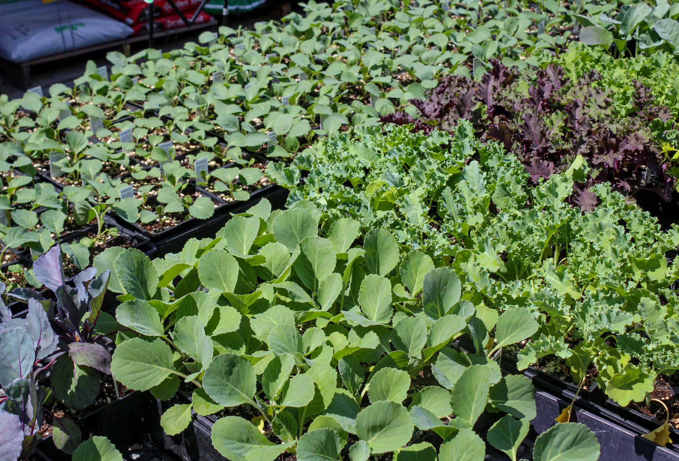 Sunrise Greenhouse Just Plain Business