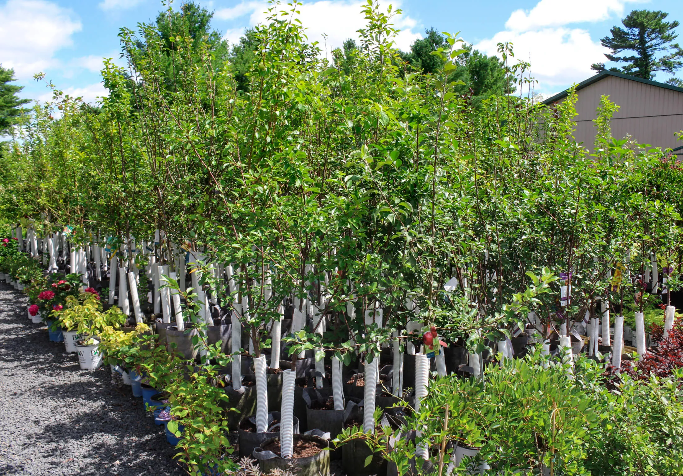 Sunrise Greenhouse Just Plain Business