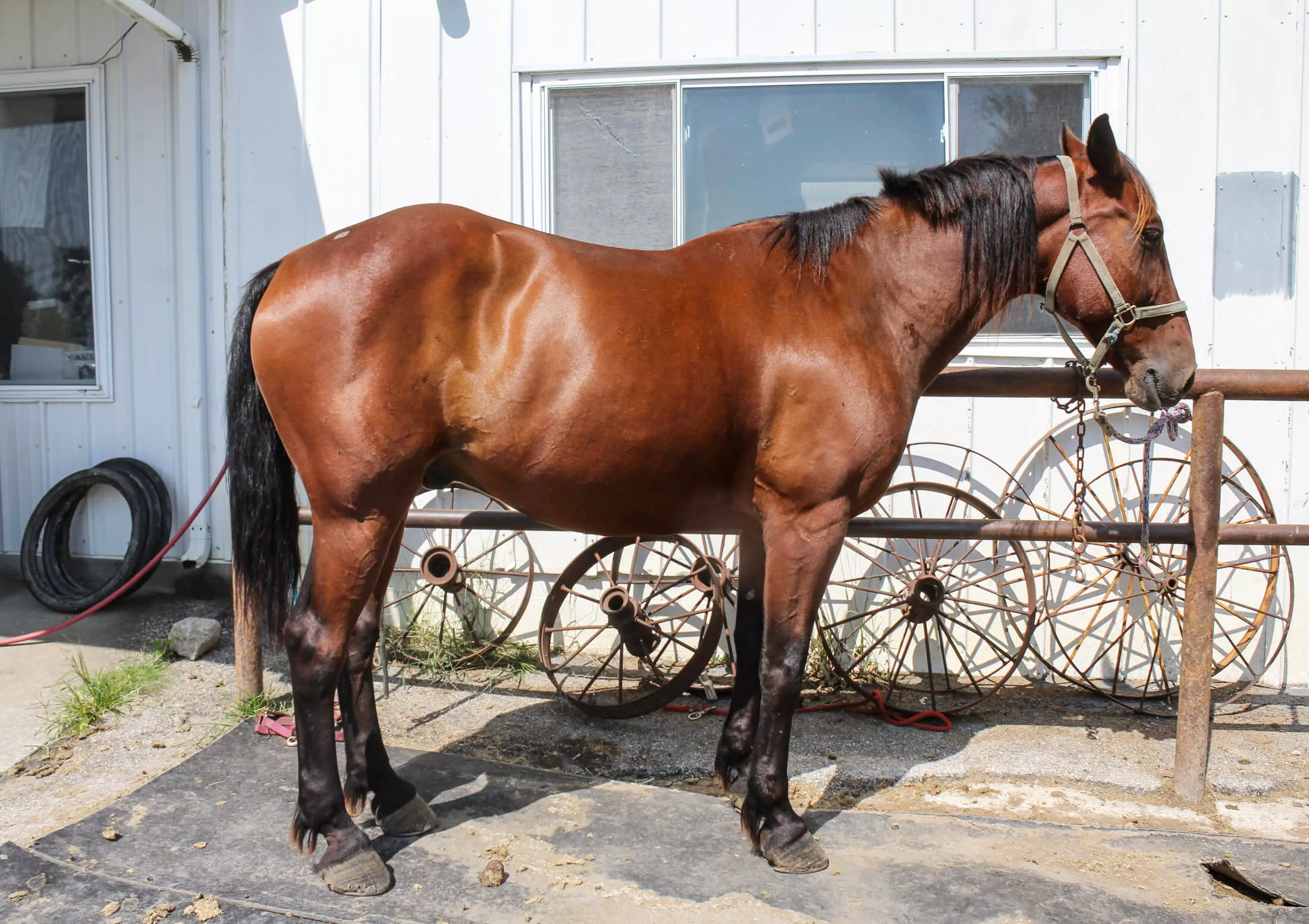 Jamesport Harness Supplies Just Plain Business