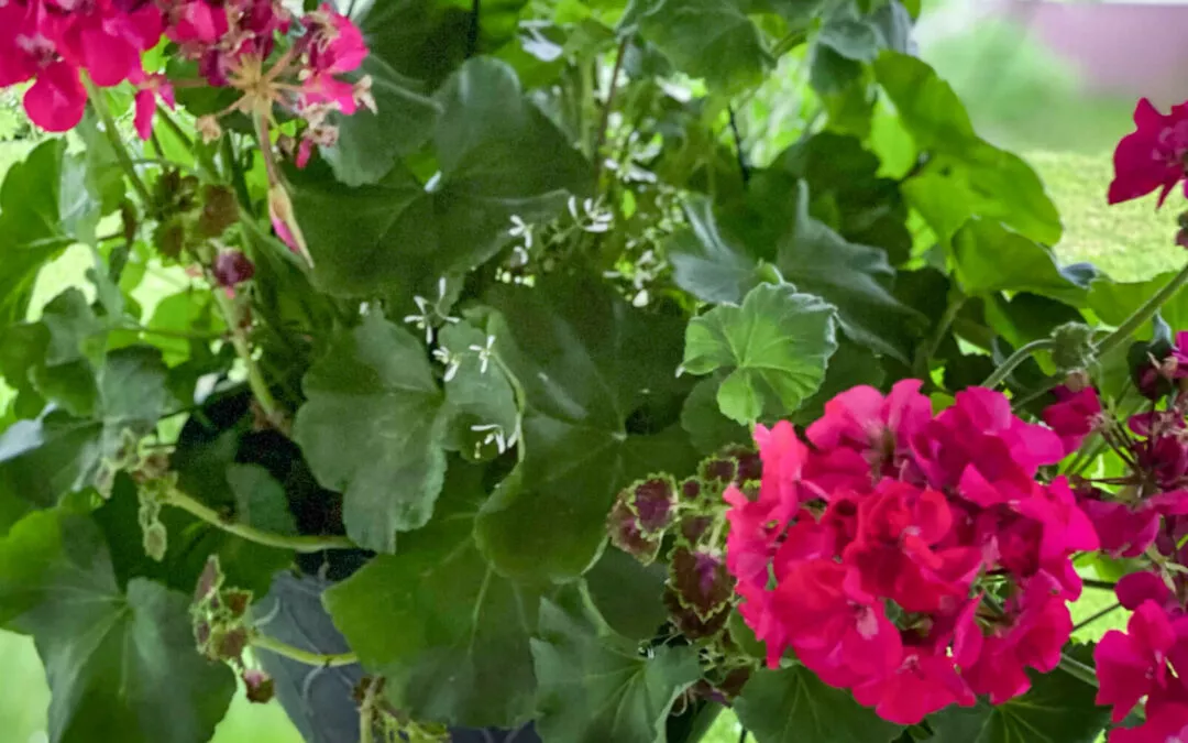 Shady View Farm Stand Rushville, New York Hanging Basket of Flowers at Farm Stand