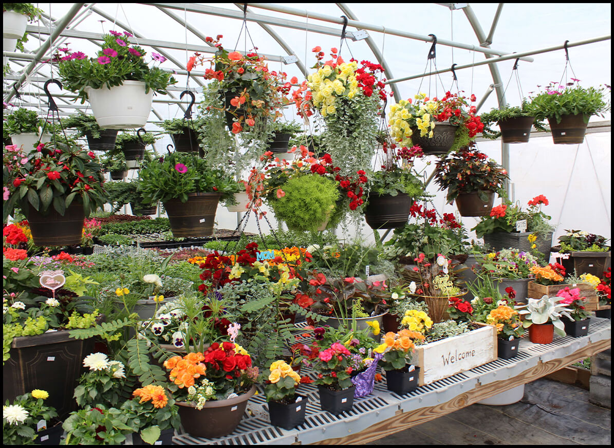 Hanging Baskets of Flowers and Flower Pots at Greenhouse