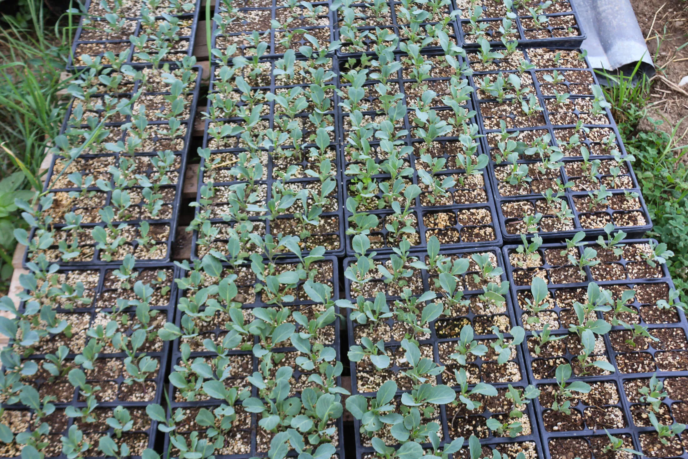 Bountiful Meadows Organic Farm Just Plain Business