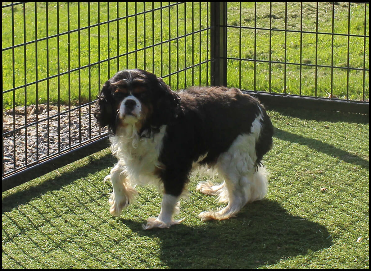 Dog at Pet Boarding Kennel