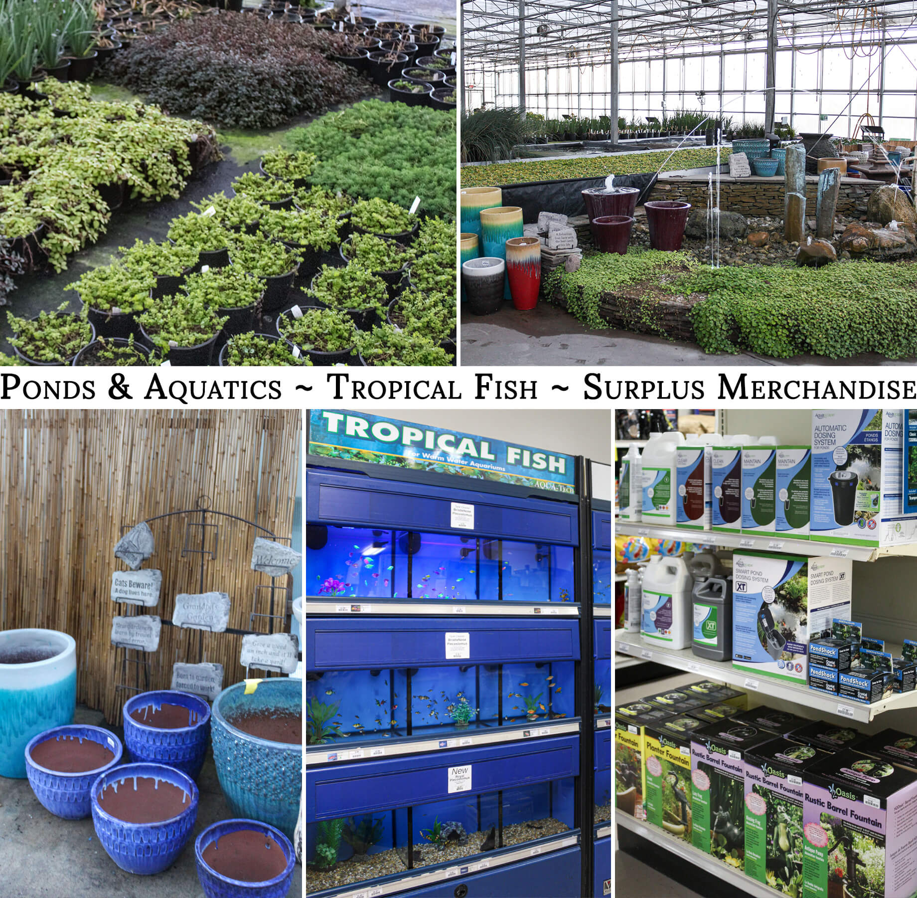 Collage of Clearwater Ponds & Aquatic's Products