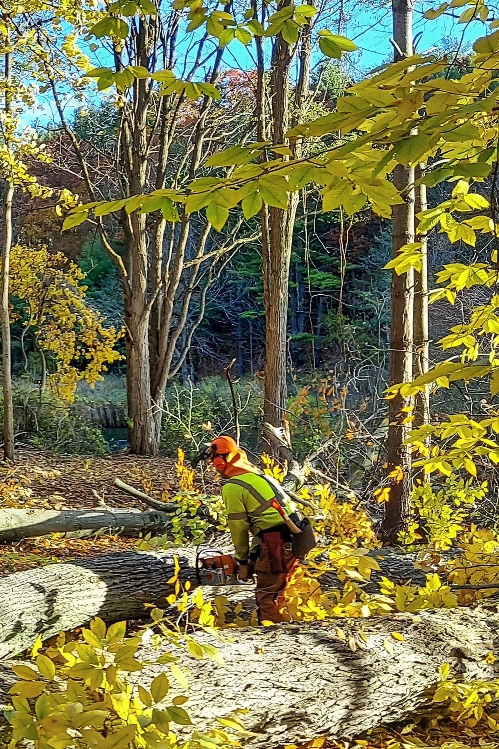 Lake Country Logging & Firewood Just Plain Business