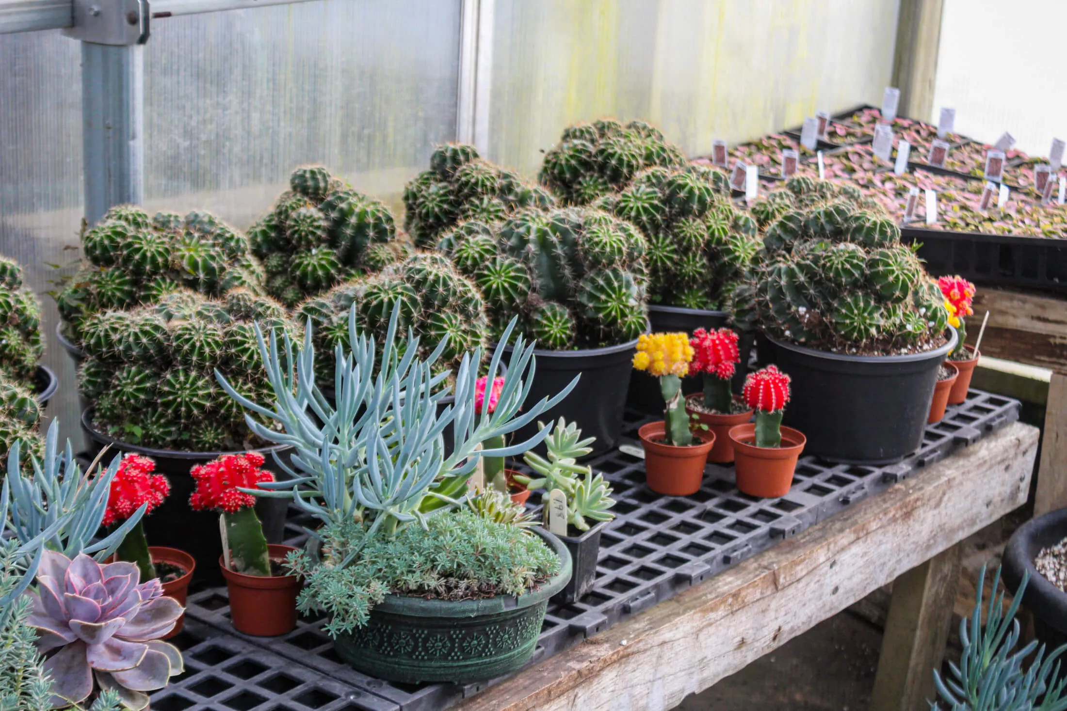 Lone Pine Greenhouse Just Plain Business