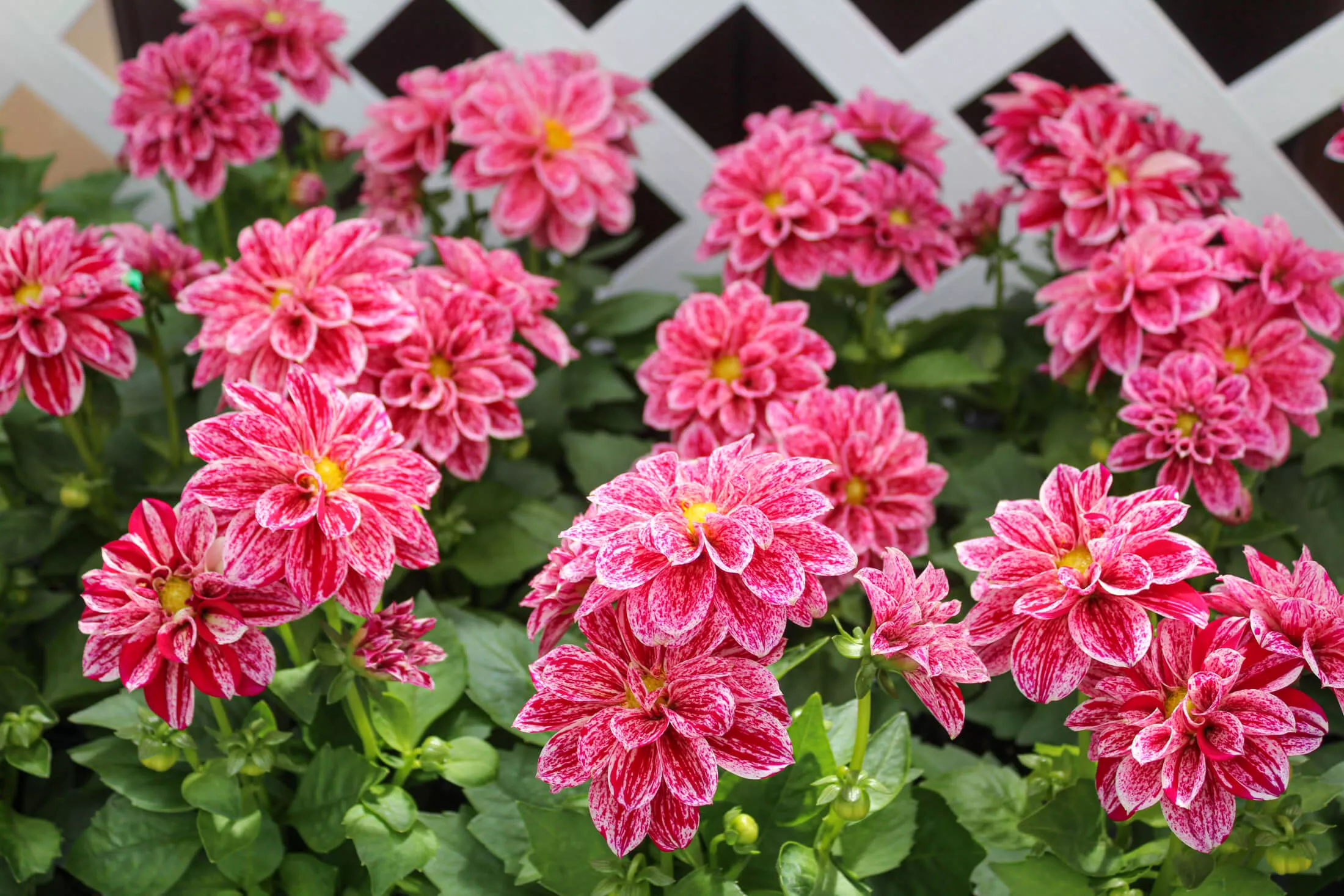 Lone Pine Greenhouse Just Plain Business