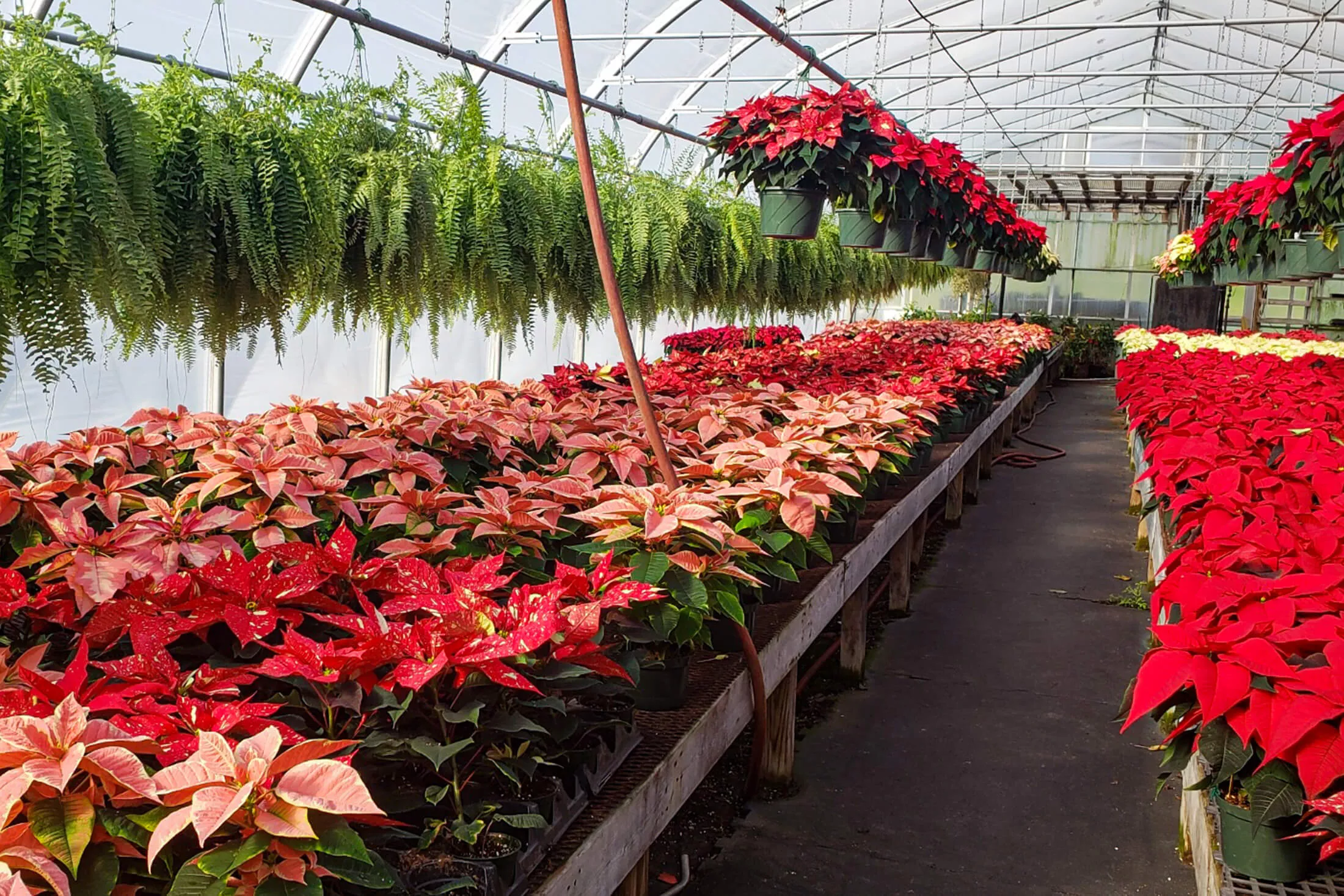 Lone Pine Greenhouse Just Plain Business