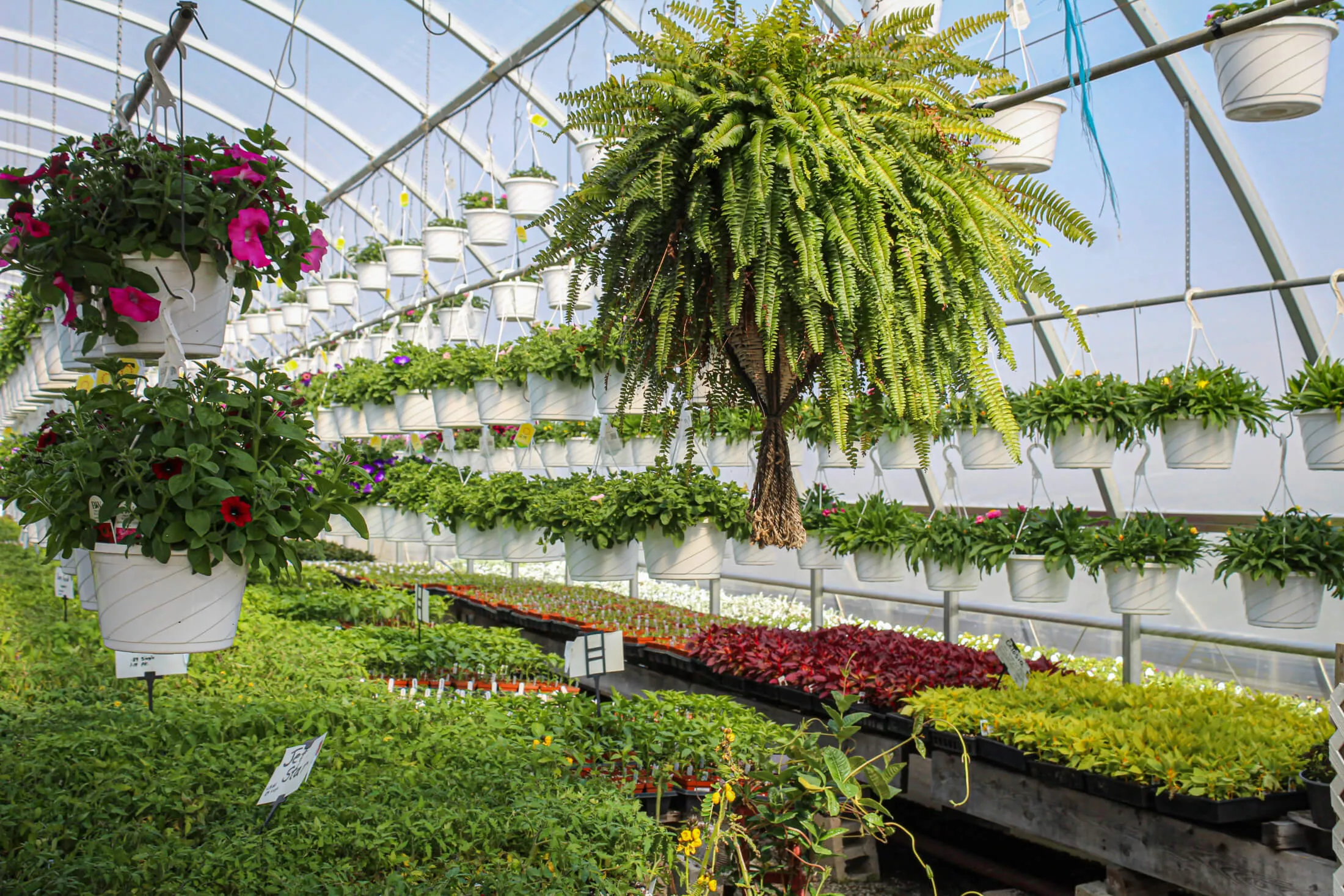 Lone Pine Greenhouse Just Plain Business