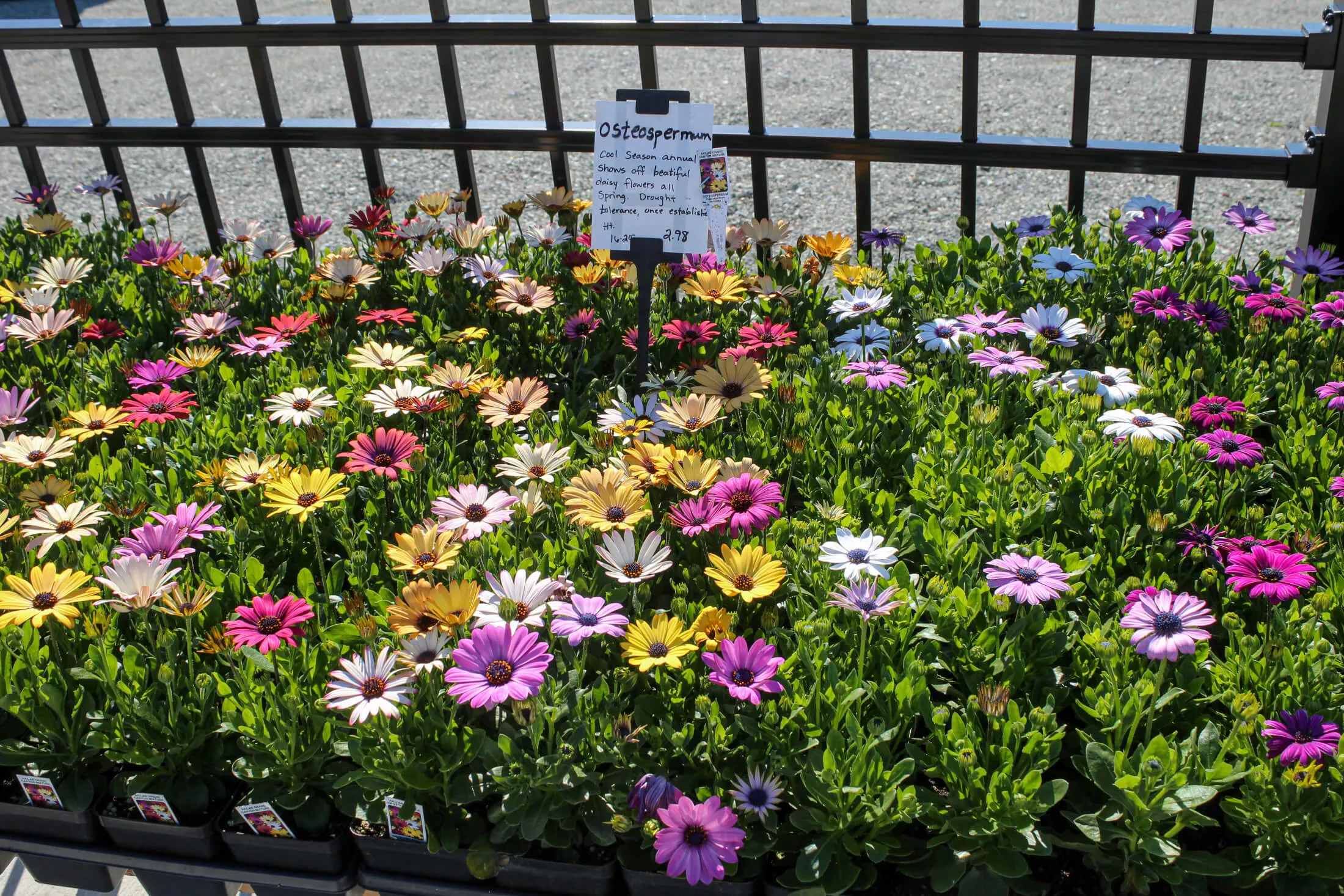 Lone Pine Greenhouse Just Plain Business