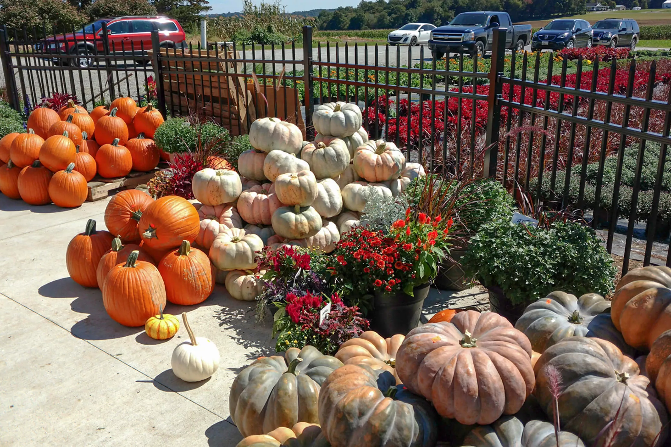 Lone Pine Greenhouse Just Plain Business