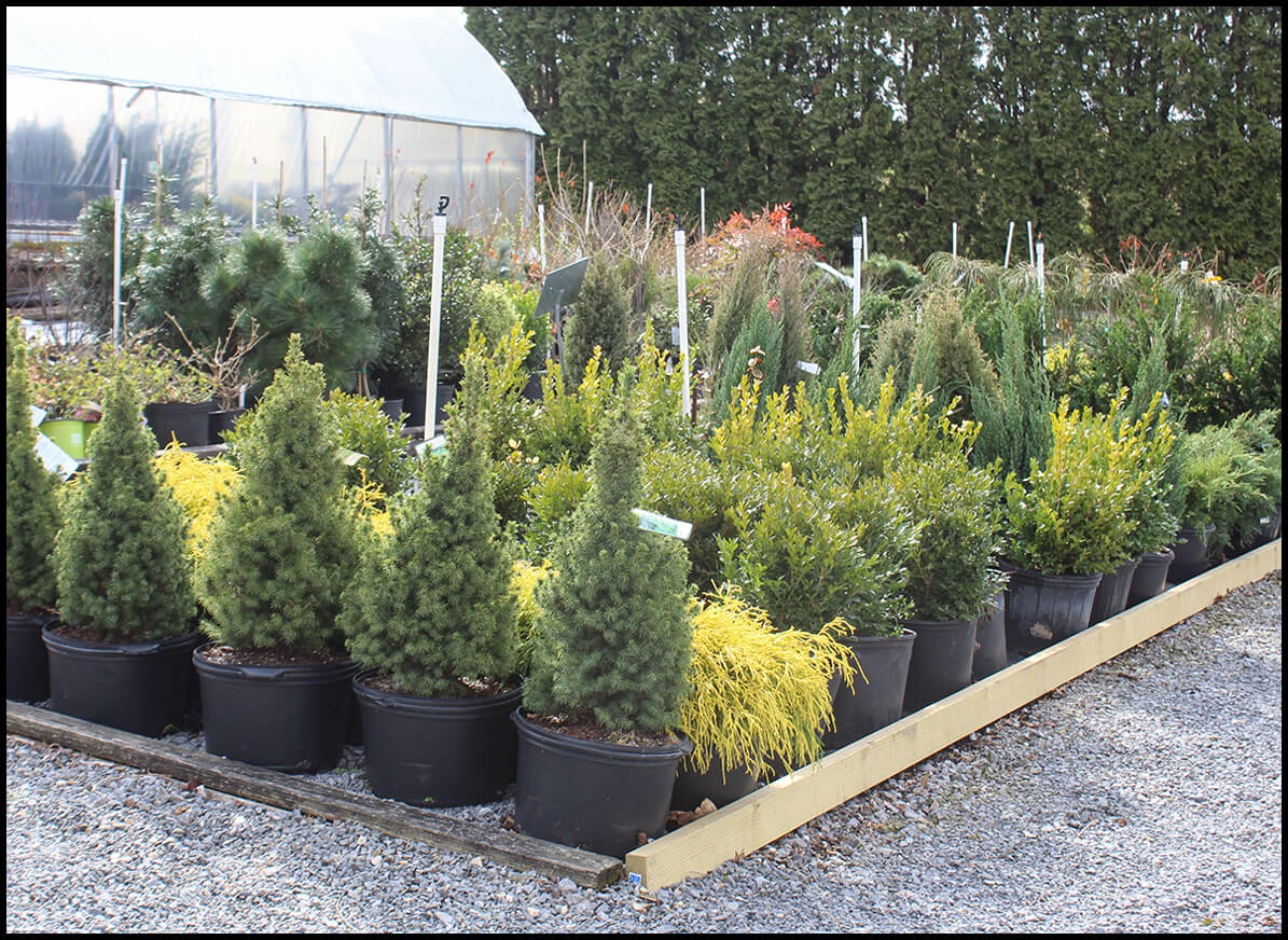 Potted Saplings at Spring Side Nursery