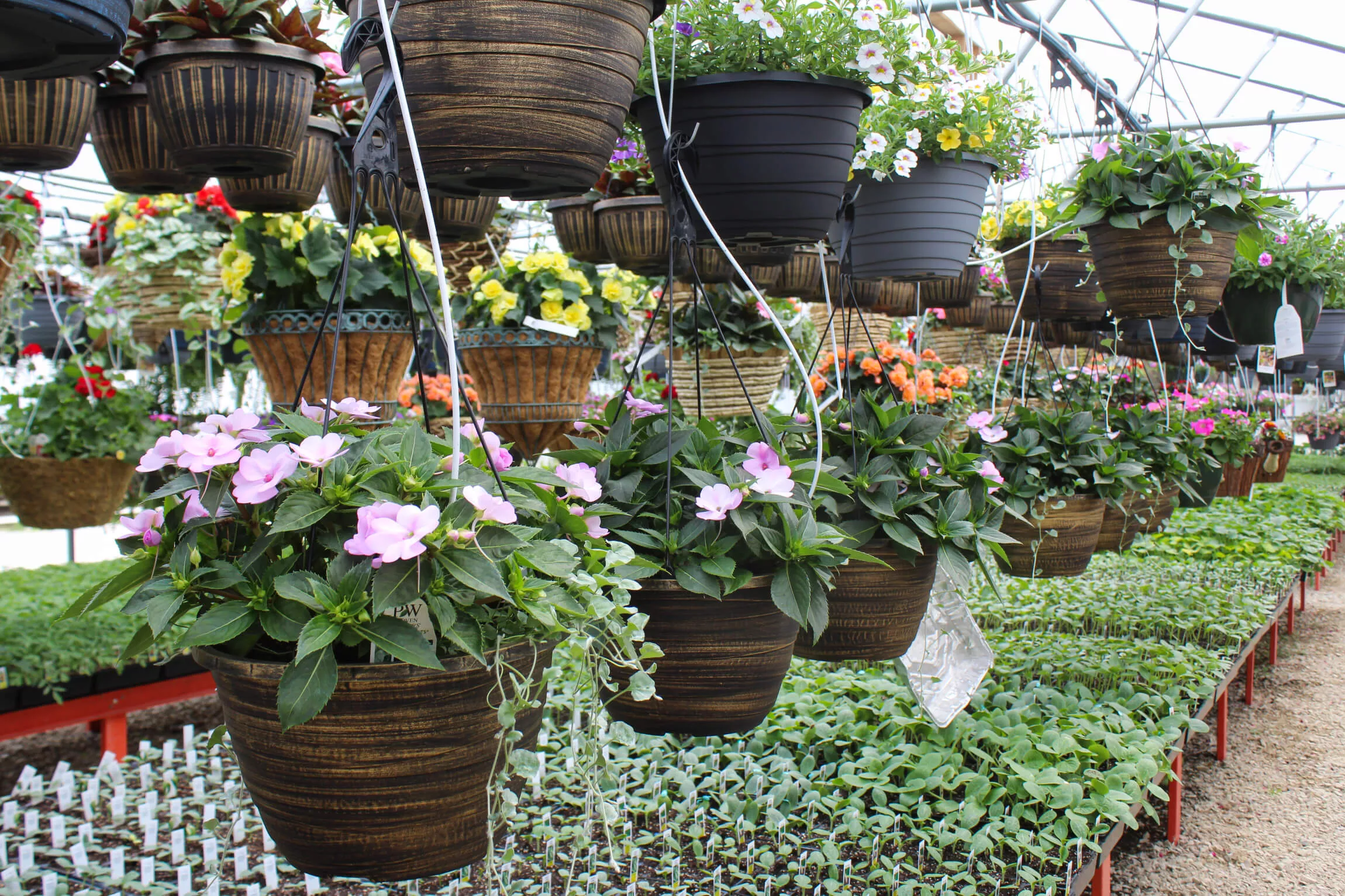 Windy Ridge Greenhouse Just Plain Business