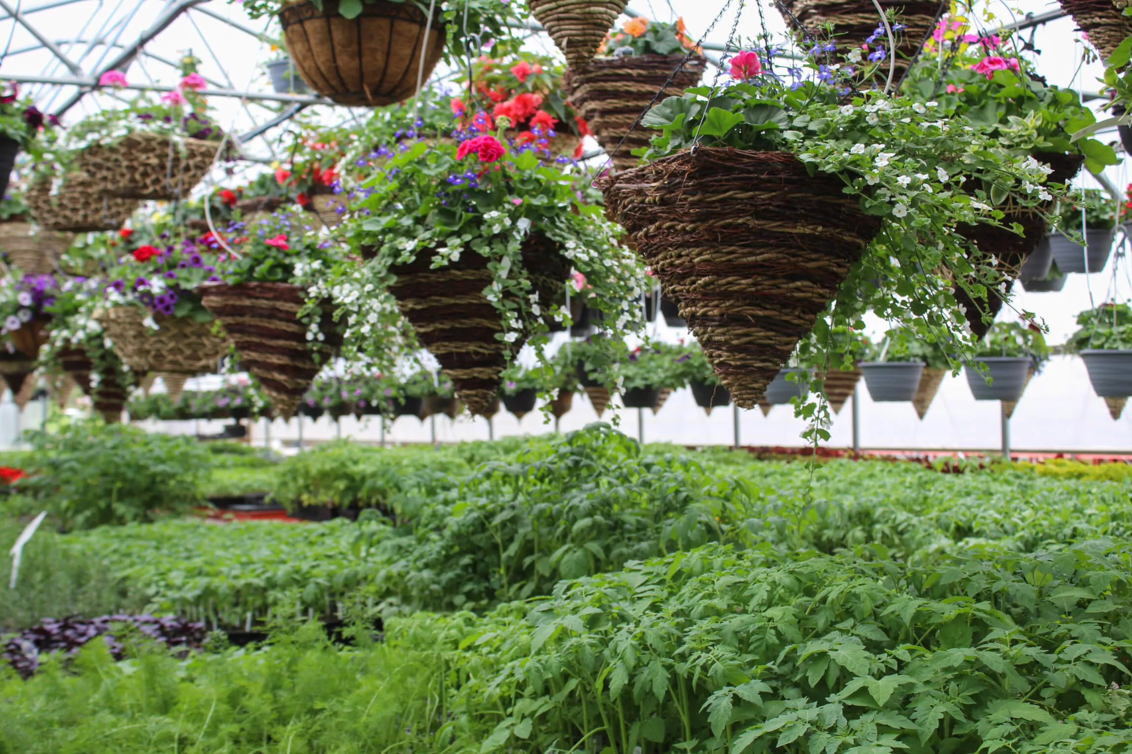 Windy Ridge Greenhouse Just Plain Business