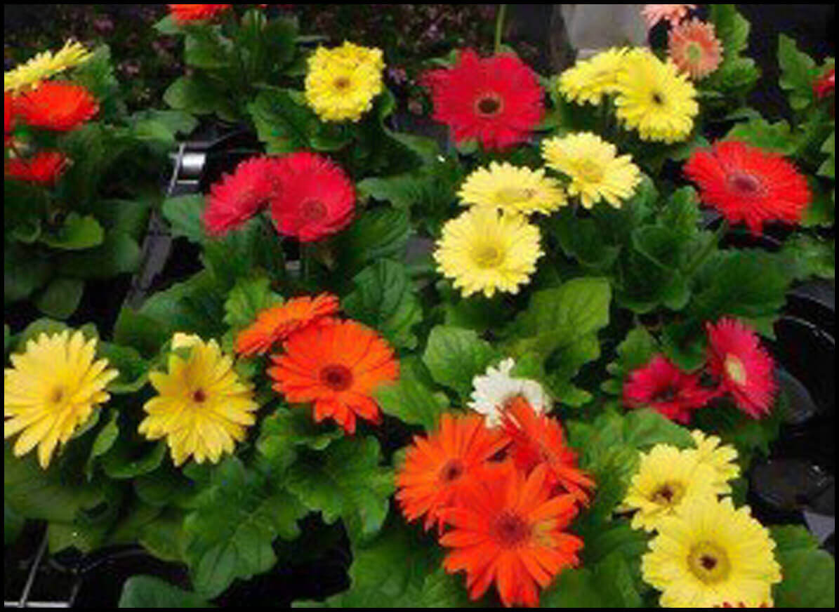 Flowers at Sunrise Greenhouse