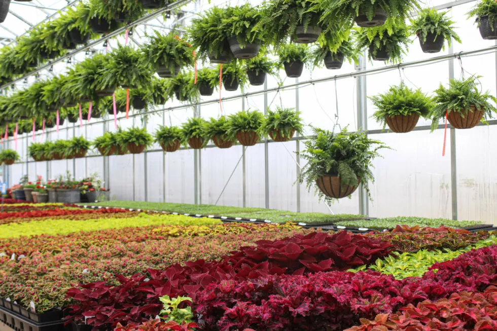 Brookside Acres Greenhouse Just Plain Business