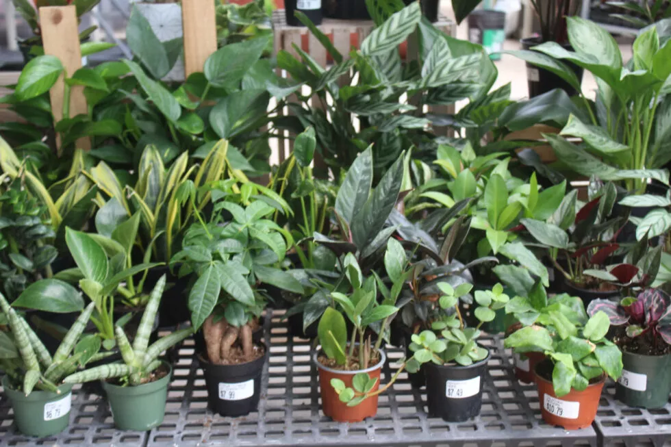 Brookside Acres Greenhouse Just Plain Business