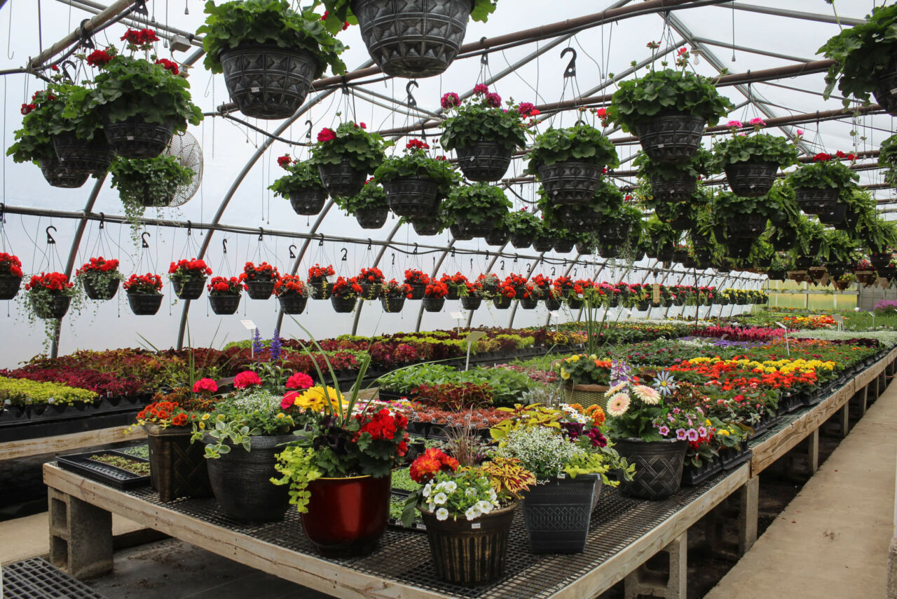 Martin’s Greenhouse - Just Plain Business