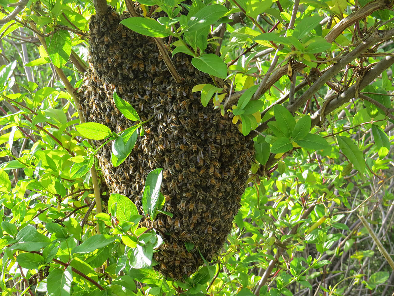 Nature's Gold Apiaries Beekeeping Services - Just Plain Business