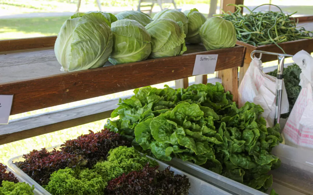 Chub Run Produce Mill Hall, PA Freshly Picked Head
