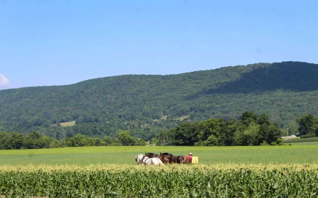 Chub Run Produce Mill Hall, PA Field of Organic Chemical Free Corn at Farm Market