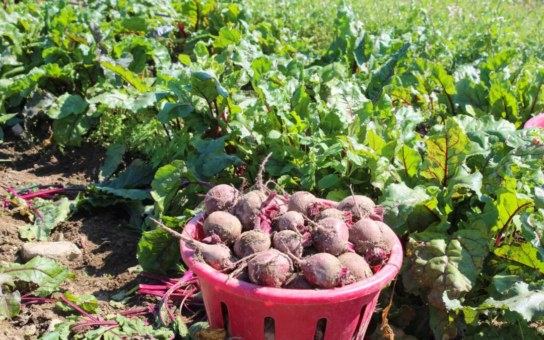 Chub Run Produce Mill Hall, PA Field of Chemical Free Organic Radishes