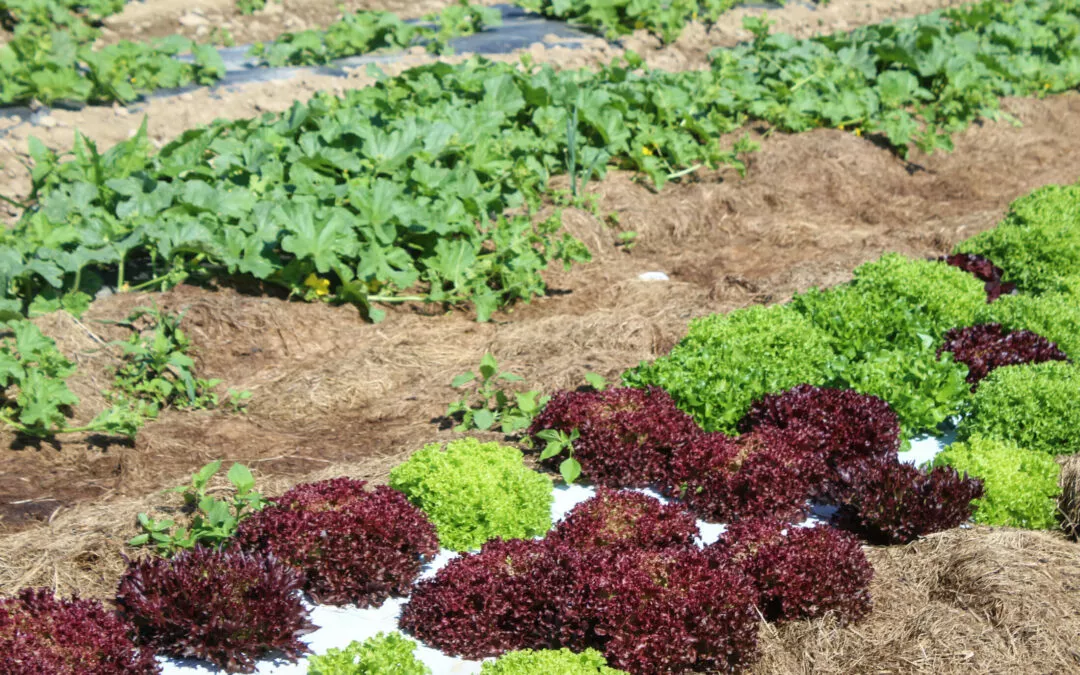 Chub Run Produce Mill Hall, PA Field of Organic Chemical Free Lettuce at Farm Market