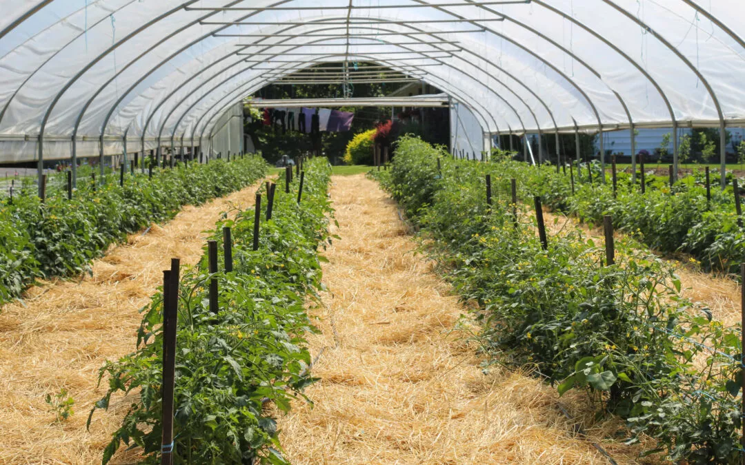 Chub Run Produce Mill Hall, PA Greenhouse of Organic Chemical Free Vegetables