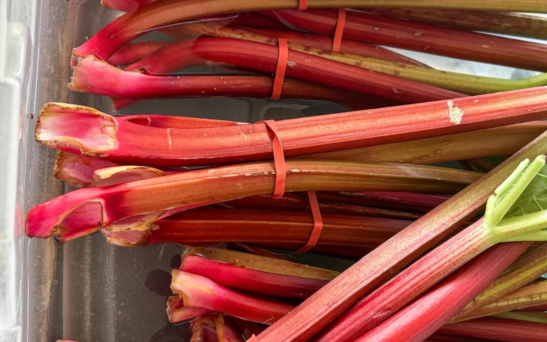 Chub Run Produce Mill Hall, PA Freshly Picked Chemical Free Organic Rhubarb at Farm Market