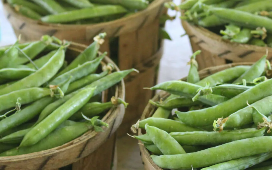 Chub Run Produce Mill Hall, PA Bushels of Freshly Picked Chemical Free Organic Pees at Farm Market